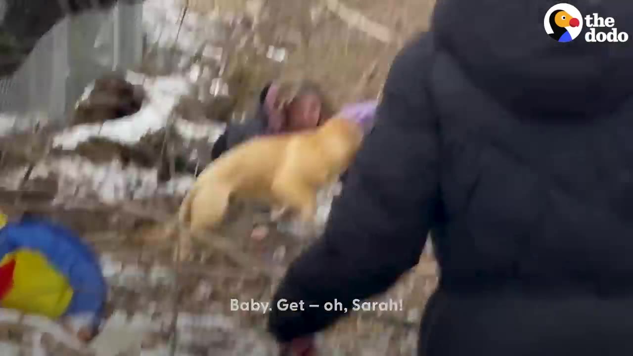 A tan dog outdoors in a snowy, brushy area near a person wearing a dark jacket.