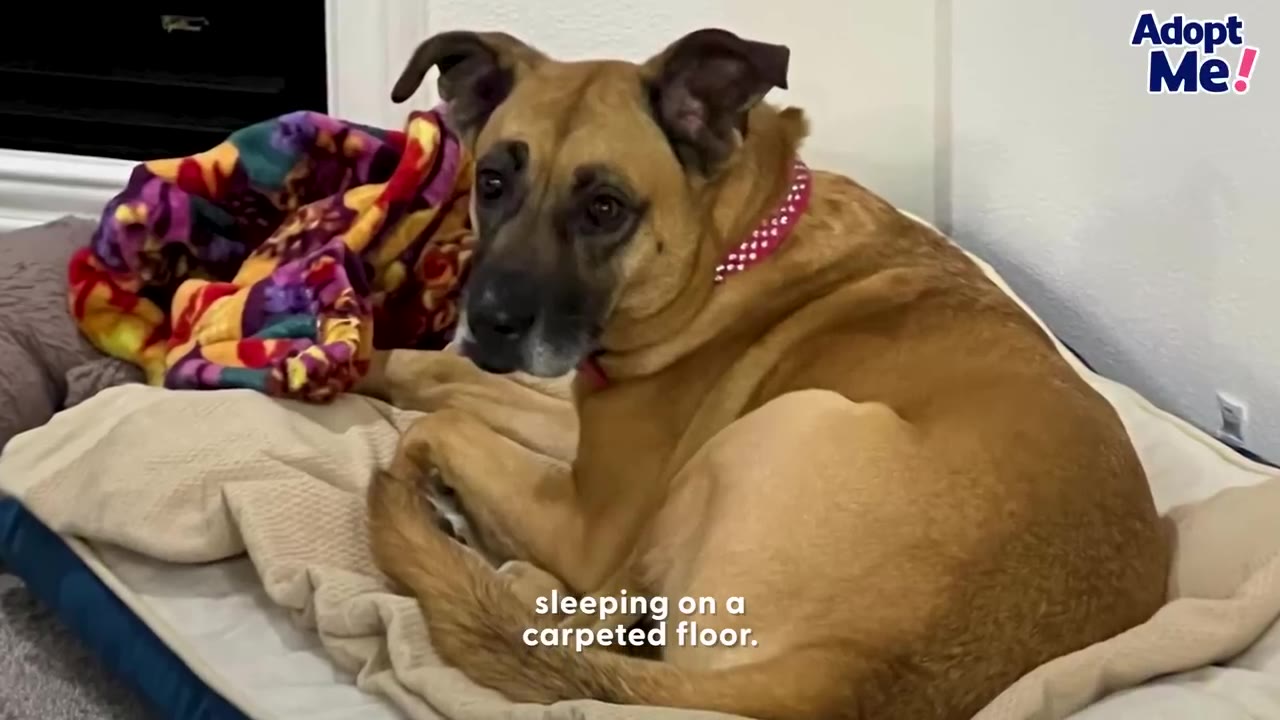A tan dog resting on a cream-colored bed indoors beside a colorful blanket.