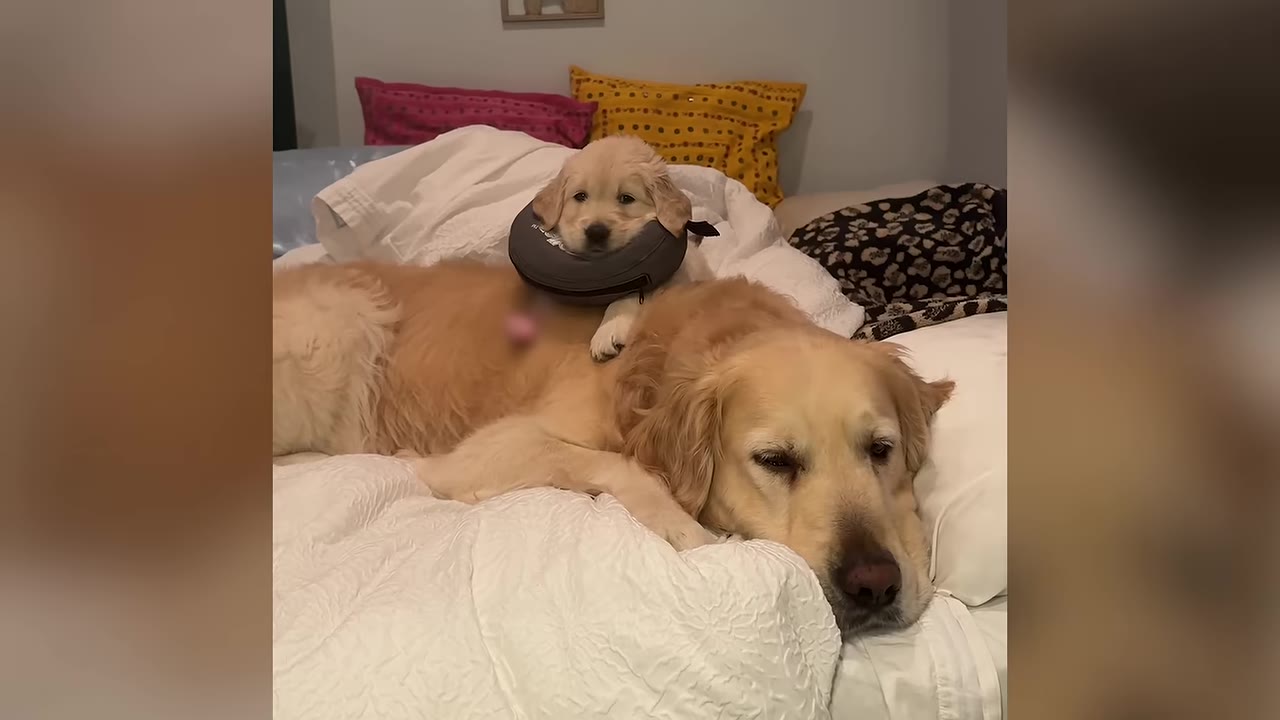 An adult golden retriever lies resting on a white bed while a small golden retriever puppy wearing a grey neck collar rests on its back.