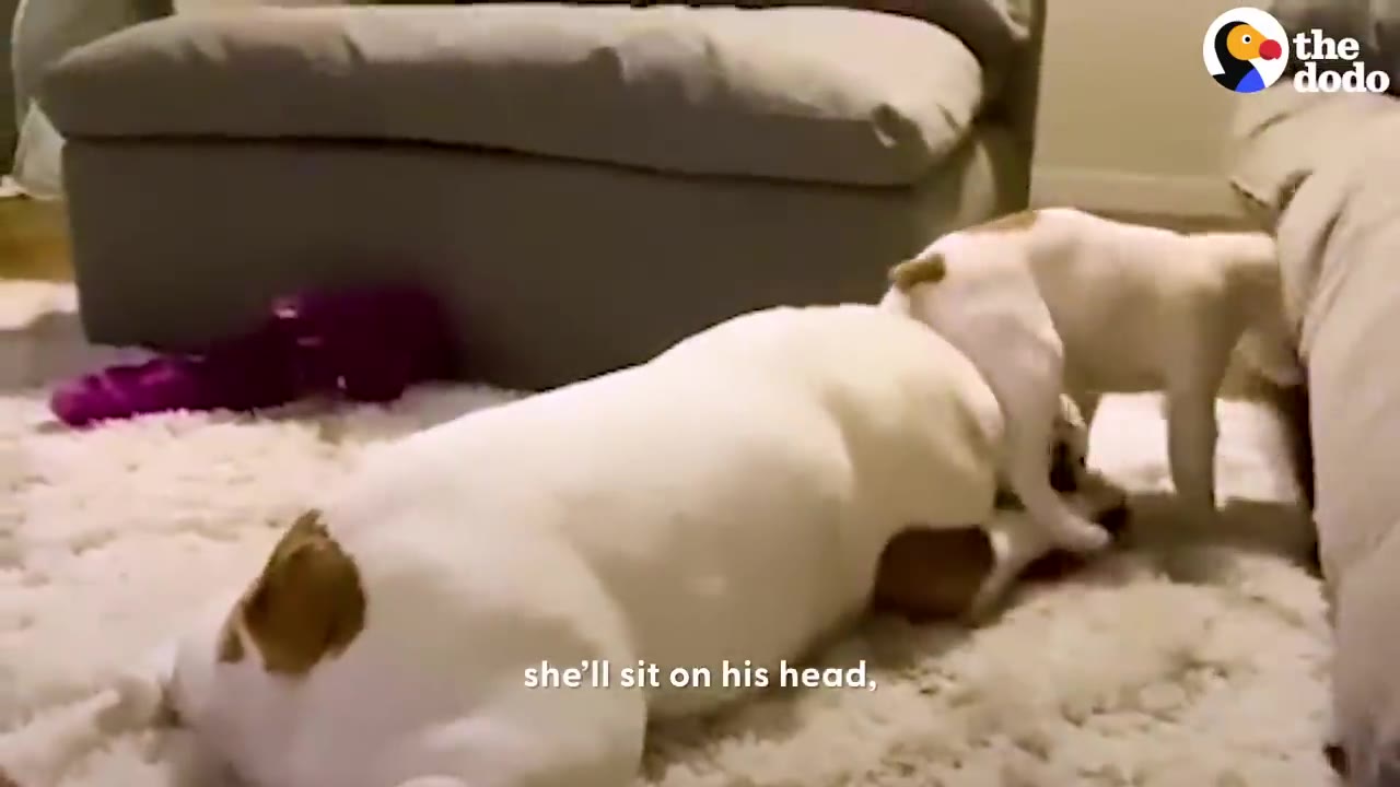 A small white dog climbs on top of the head and neck of a larger white dog lying on a carpet.