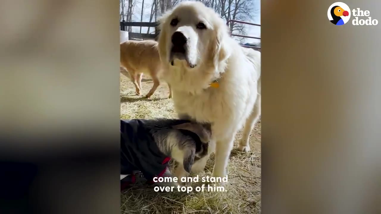 A large white dog standing directly over a small goat wearing a jacket outdoors on straw.