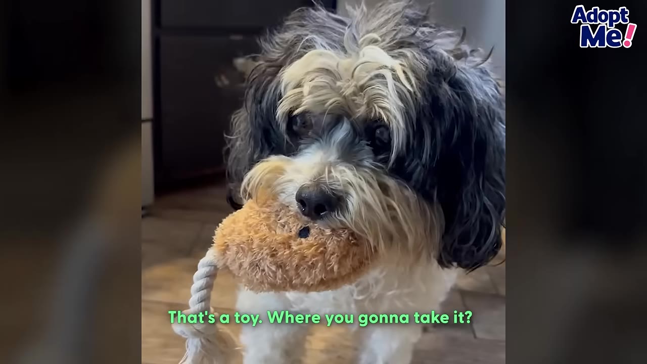 A fluffy black, white, and tan dog holds a plush toy with a rope handle in its mouth, looking directly at the camera.
