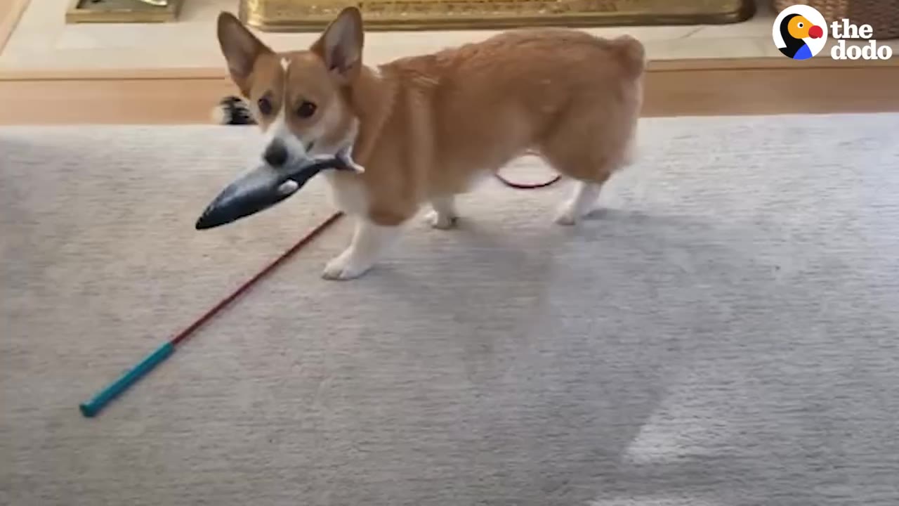 A Corgi stands indoors on a carpet holding a plush fish toy attached to a play wand in its mouth.