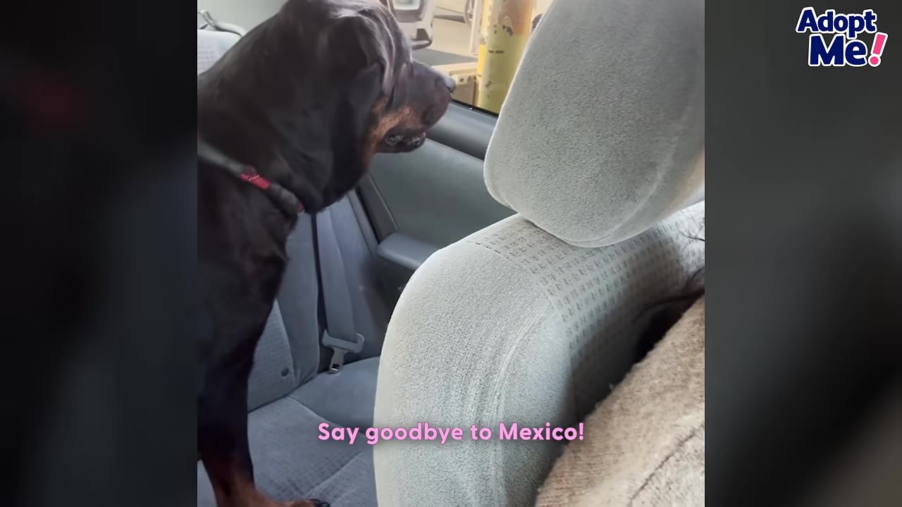 A black and tan dog stands in the back seat of a car, looking out the window, with text overlay reading 'Say goodbye to Mexico!'.