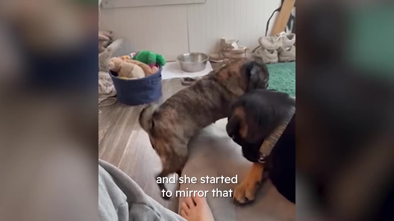 A small brindle dog interacting with a larger black and tan dog in a living room.