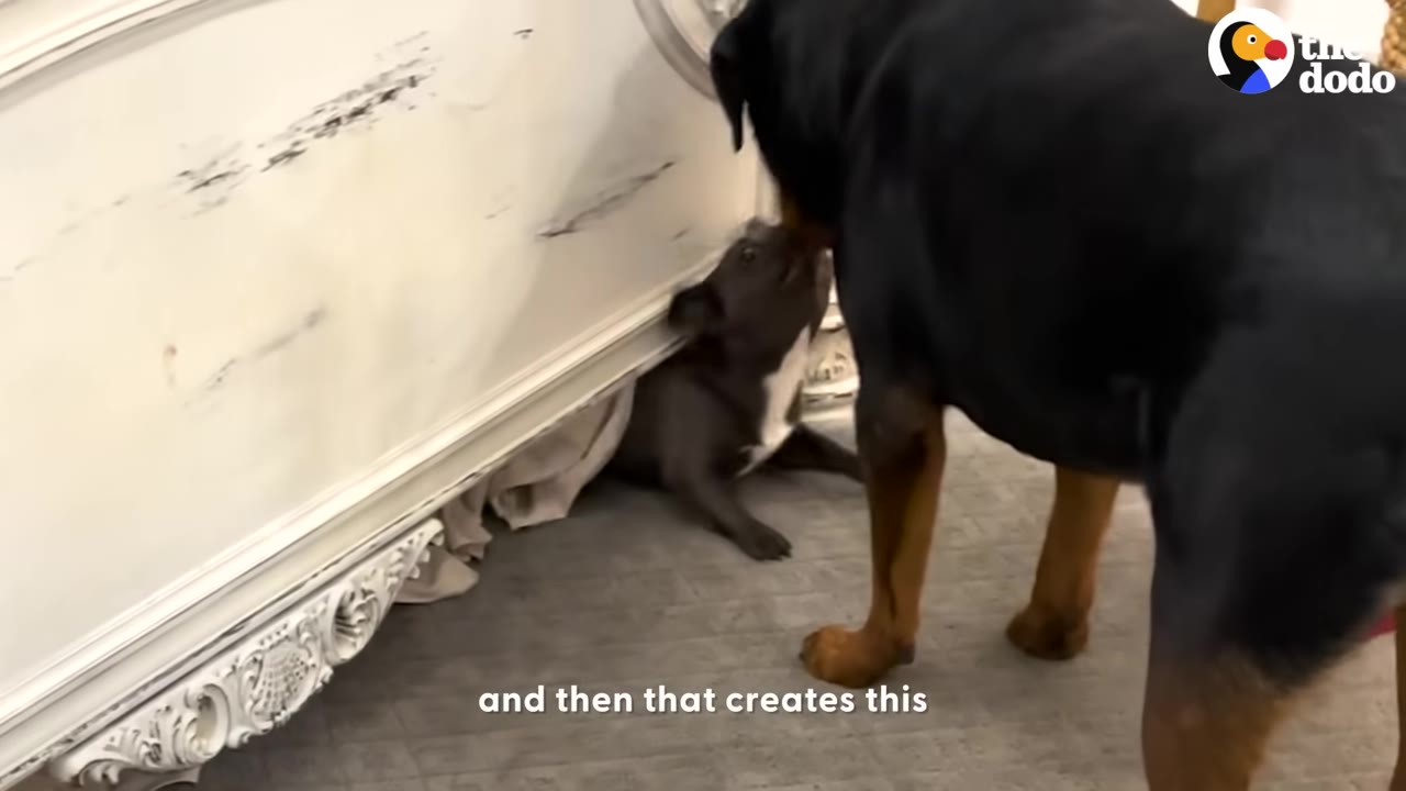 A small French bulldog lying under a white bed frame looking up at a large Rottweiler standing in front of her.