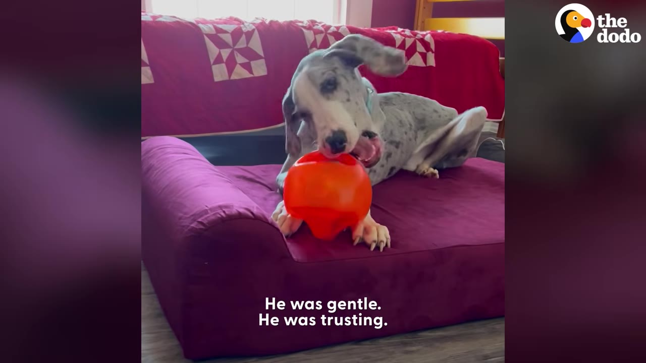 A spotted Great Dane lies on a purple dog bed indoors while gently playing with an orange toy.
