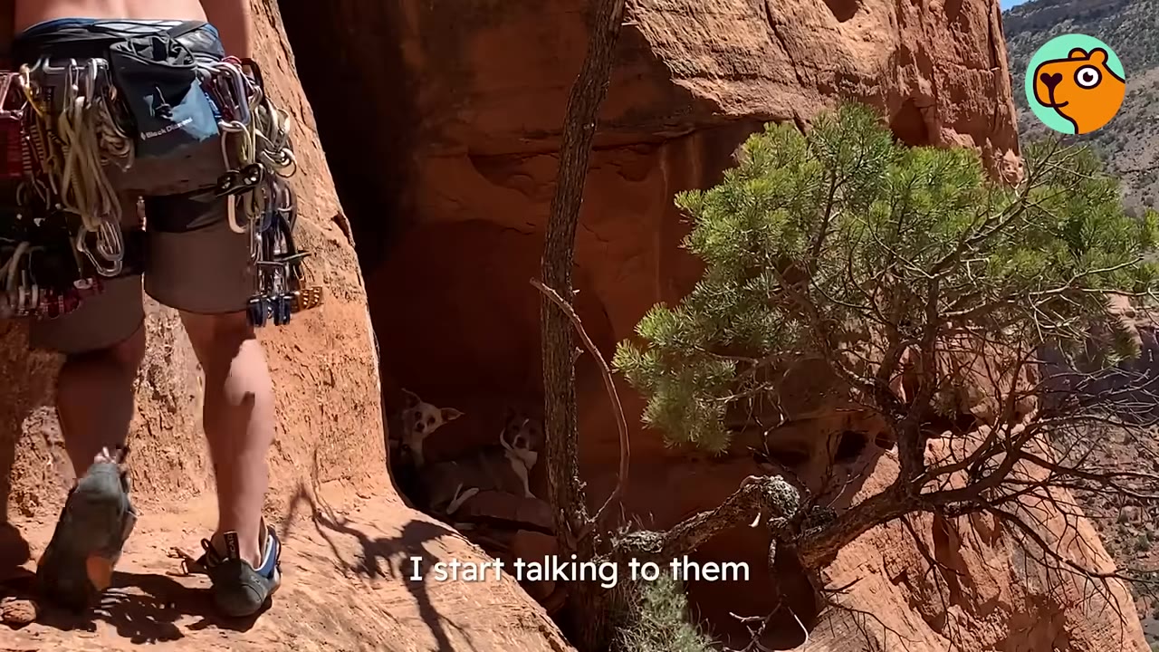 A rock climber wearing gear approaches a narrow ledge on a red rock formation, where two small Chihuahuas are tucked inside an alcove.