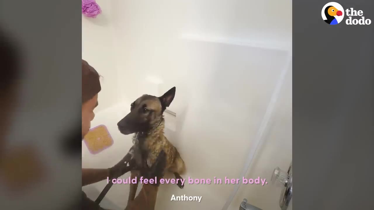 A German Shepherd mix dog being bathed in a white tub by a man, with text overlay reading 'I could feel every bone in her body.'