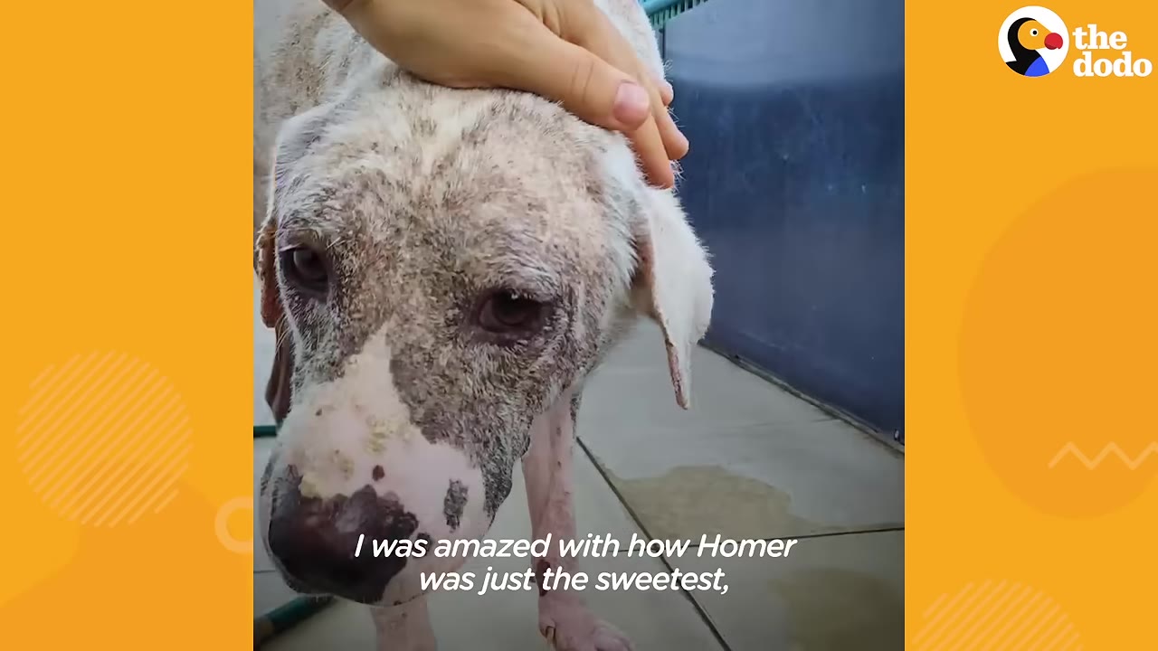 A close-up of a dog with severe skin irritation being gently petted on the head by a person's hand, looking directly at the camera with expressive eyes.