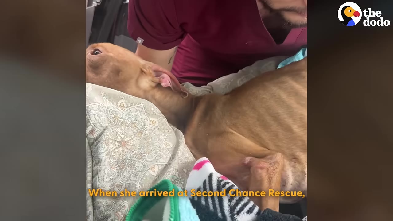 A thin brown dog lies on a patterned blanket inside a vehicle while a person in maroon scrubs leans over to comfort her.