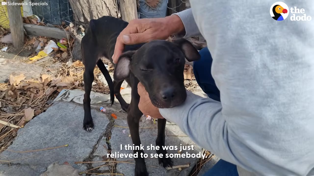 A person gently cradles and pets the head of a thin black dog standing outdoors.
