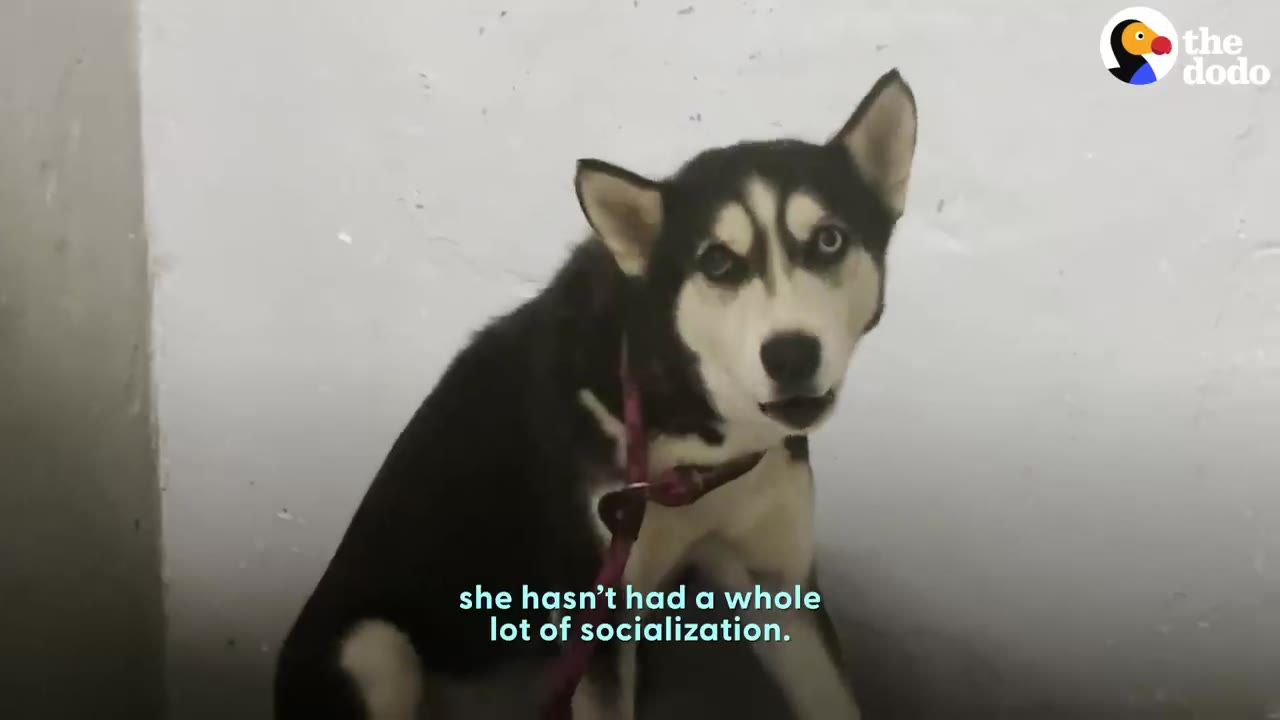 A black and white husky sitting against a wall indoors wearing a pink leash and looking cautiously towards the camera.