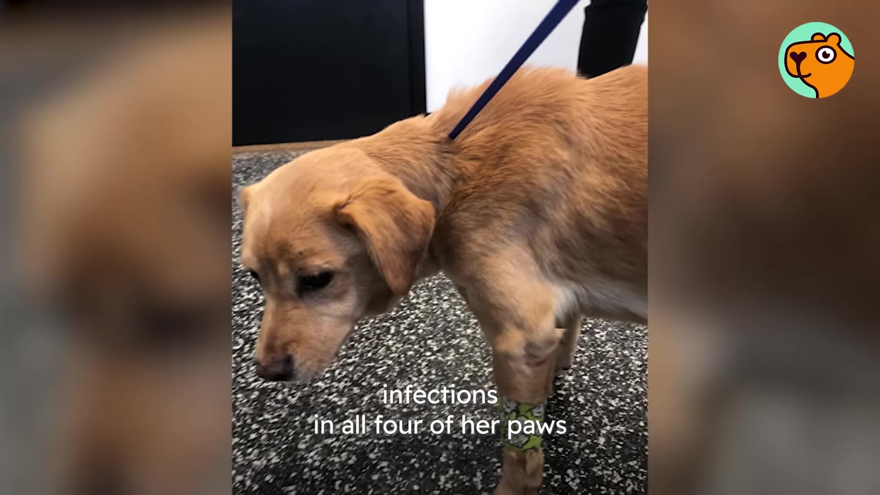 A small light brown dog standing on a leash indoors with a patterned bandage wrapped around its front leg.