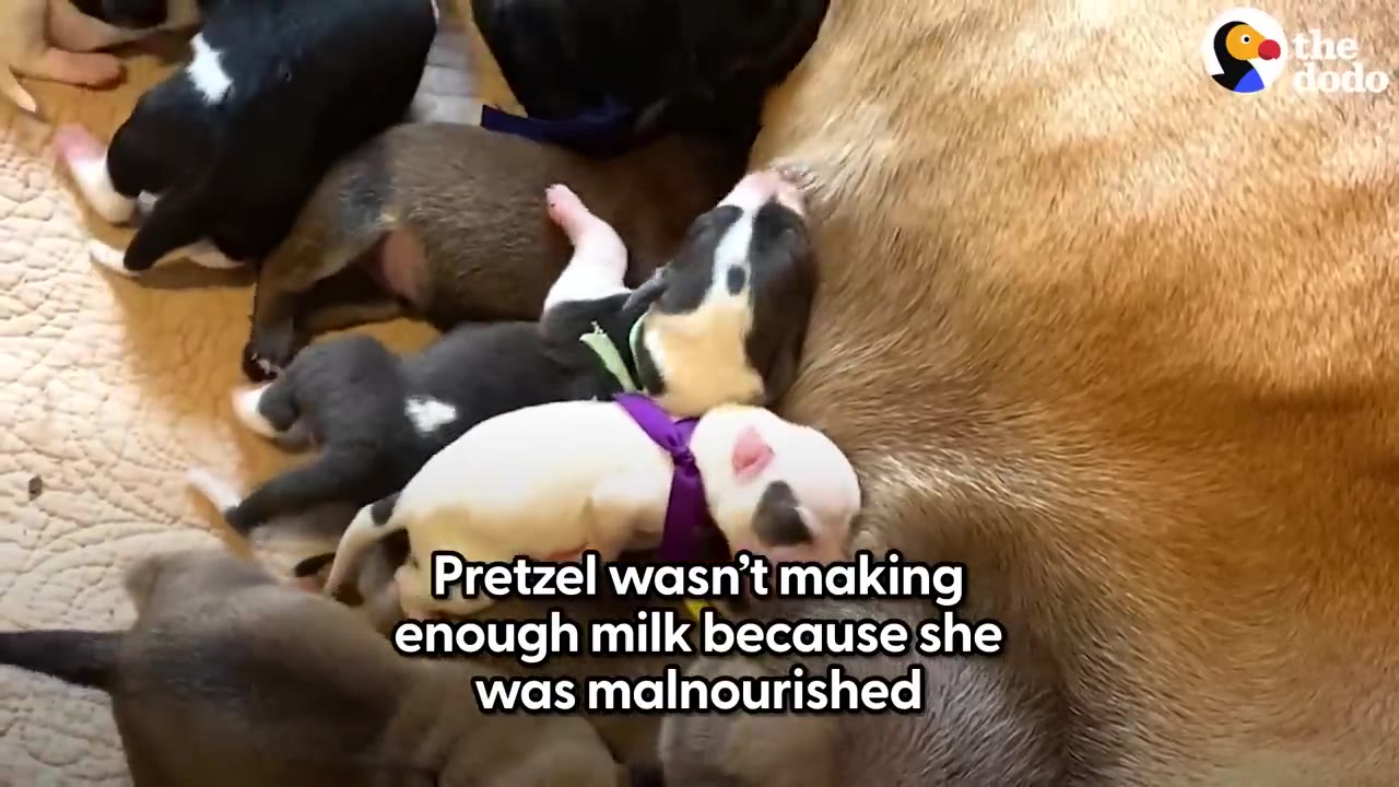Several small newborn puppies wearing colorful collar ribbons lie close beside their mother indoors.