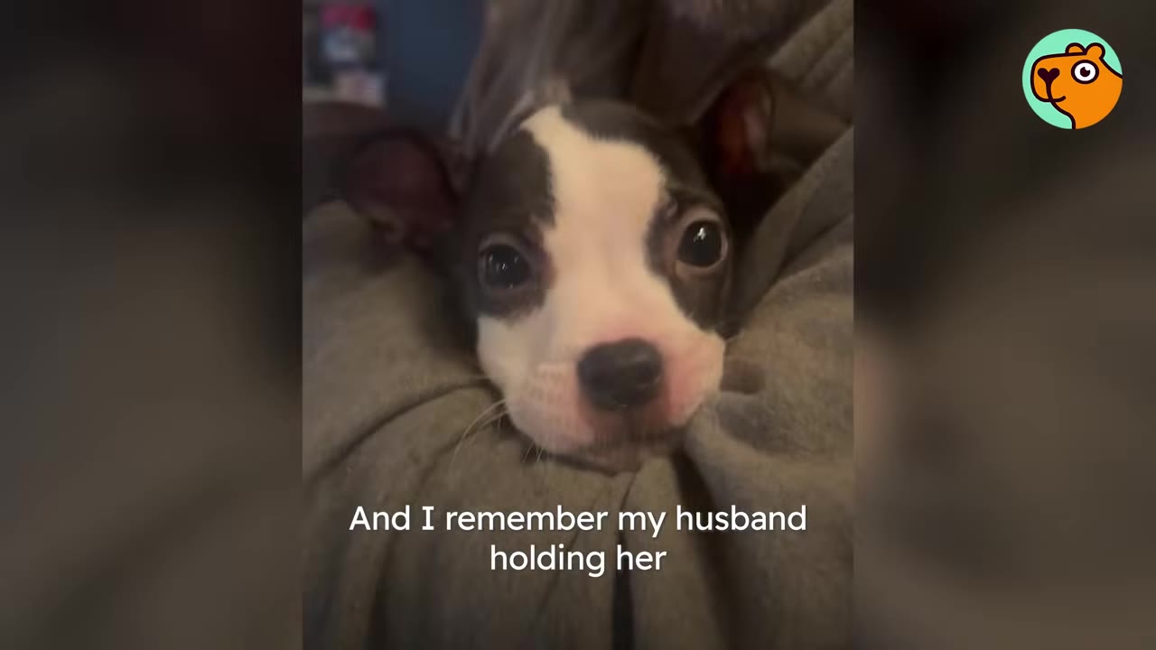 A small black and white puppy looking directly at the camera while being cradled snugly in a person's arms.