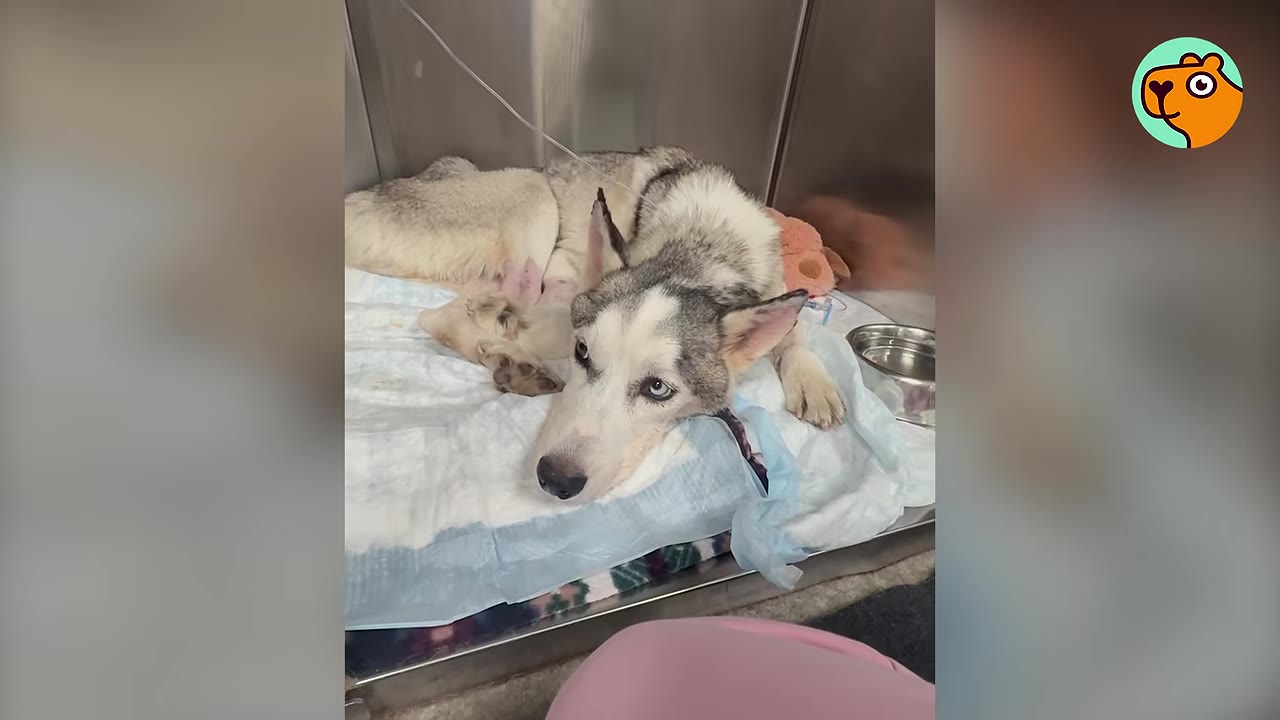 A husky lies inside a medical cage on puppy pads with an IV line attached.