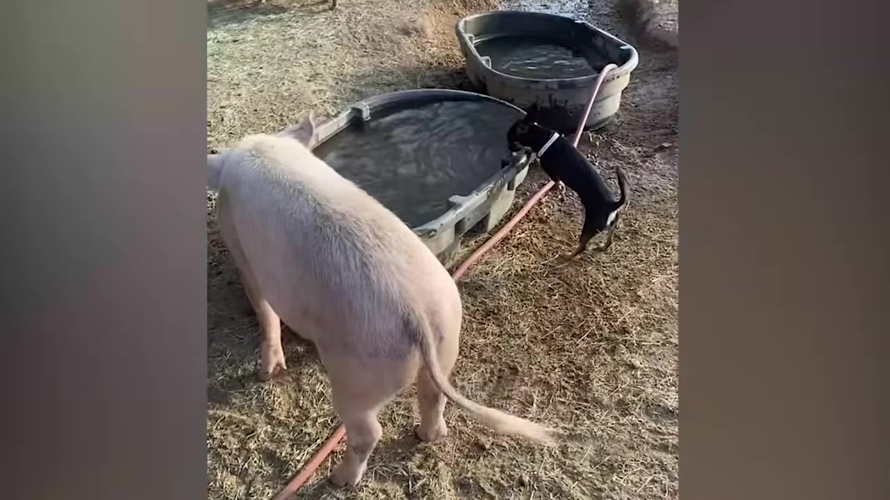 A small black and tan Chihuahua standing on a trough near a large pink pig outdoors.