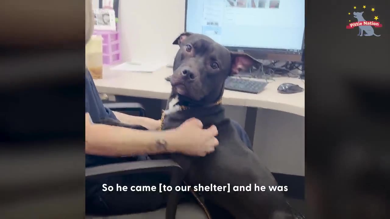 A black dog sitting beside a person at an office desk while receiving pets on its chest.