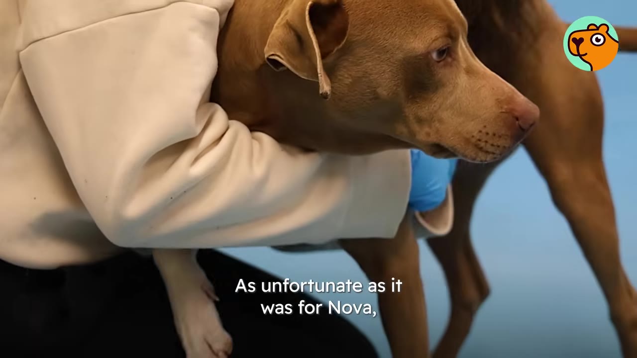 A brown dog resting its head over a person's arm while hugging close to them against a blue backdrop.