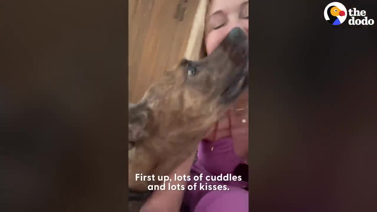 A brindle dog leaning up to lick a smiling woman wearing a purple top.