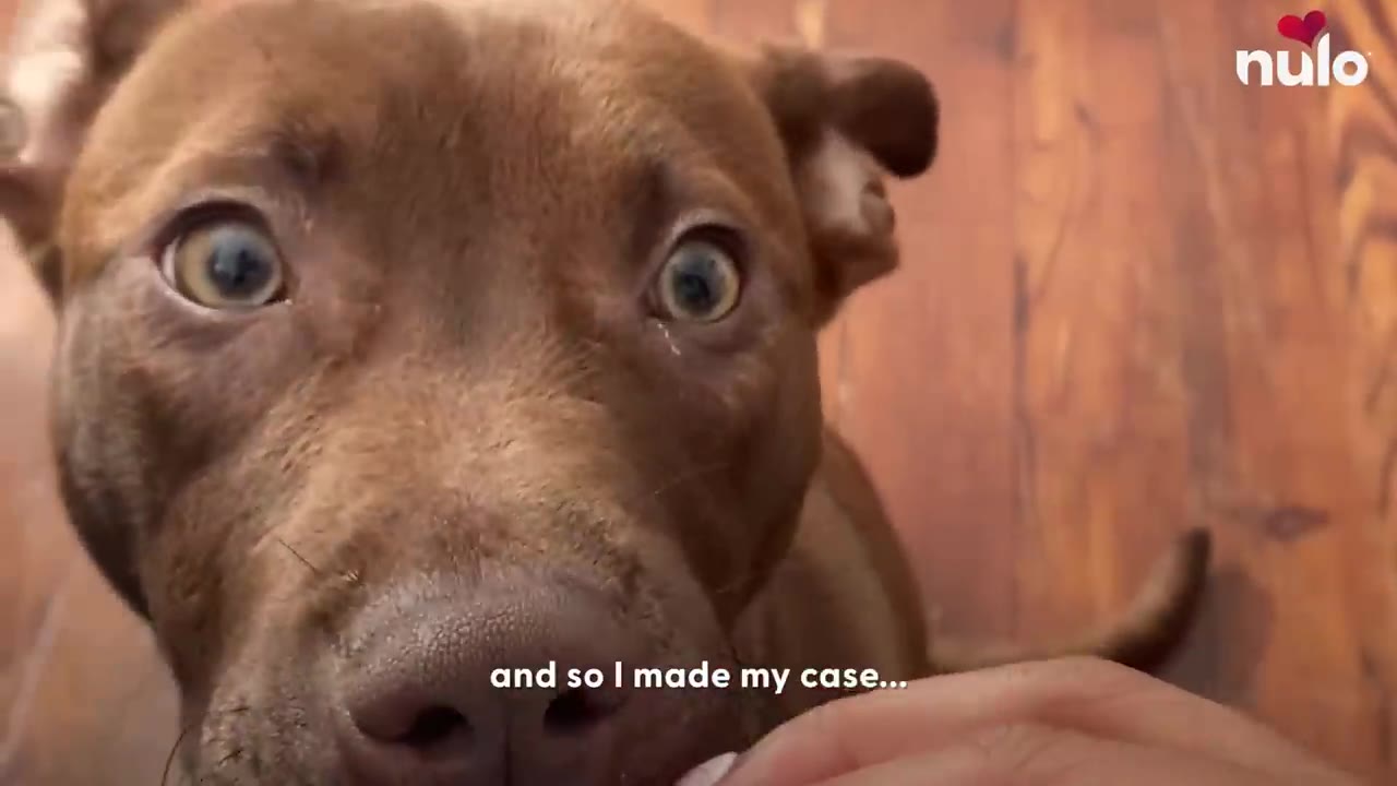 A close-up shot of a brown dog with expressive eyes looking directly into the camera.