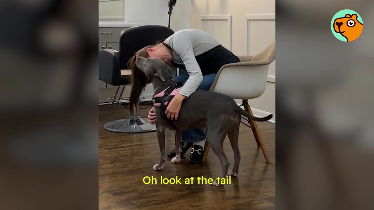 A woman sits in a chair and leans forward to embrace a grey dog wearing a pink harness.