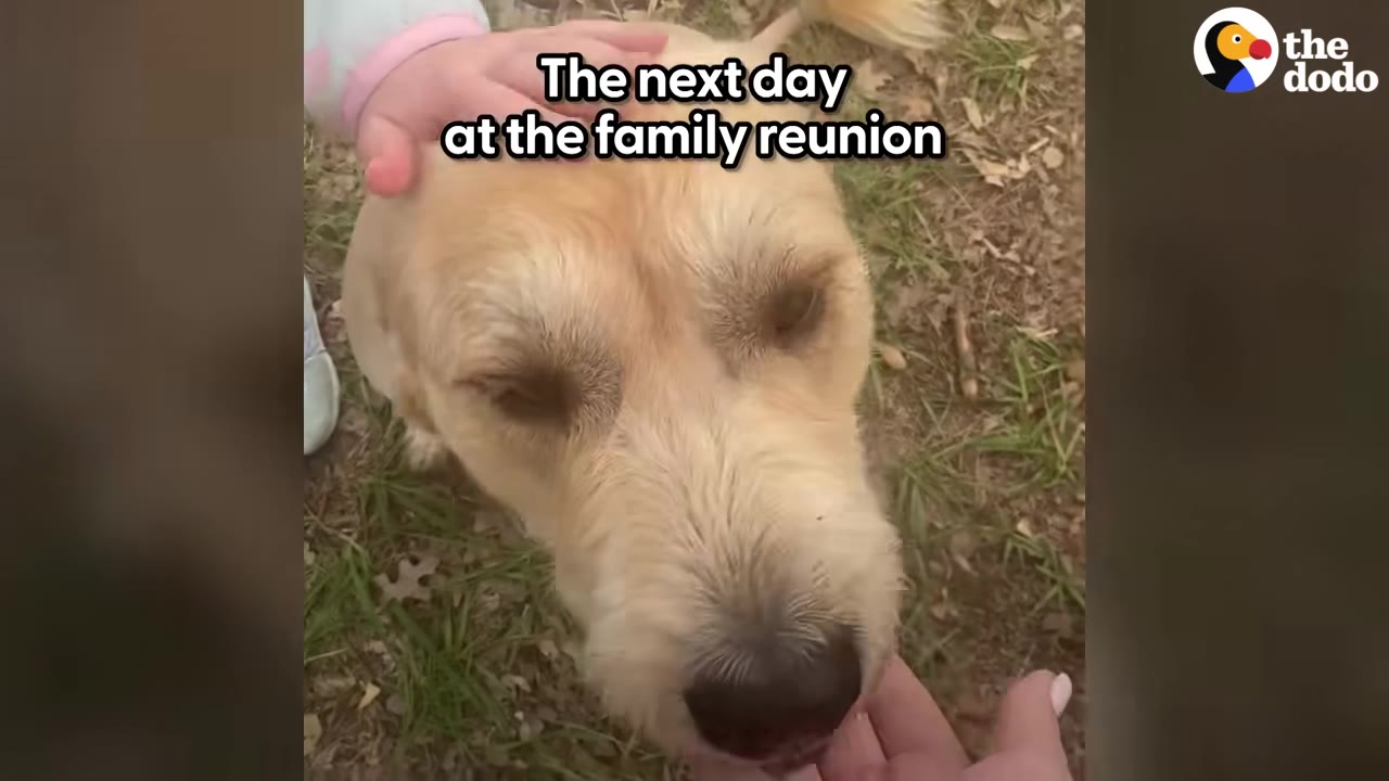 A close-up shot of a light golden dog being petted on the head outdoors.