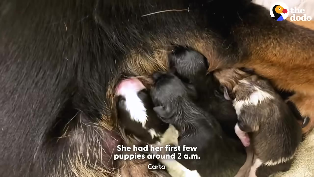 A close-up shot of newborn puppies nursing from their mother, with text overlay reading 'She had her first few puppies around 2 a.m.'