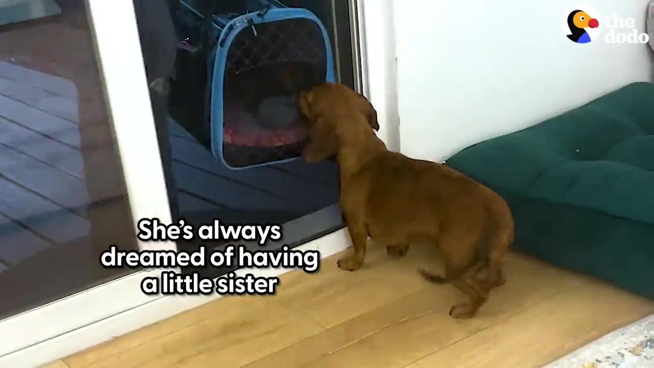 A brown dachshund standing near a blue pet carrier by a glass sliding door, looking intently inside.