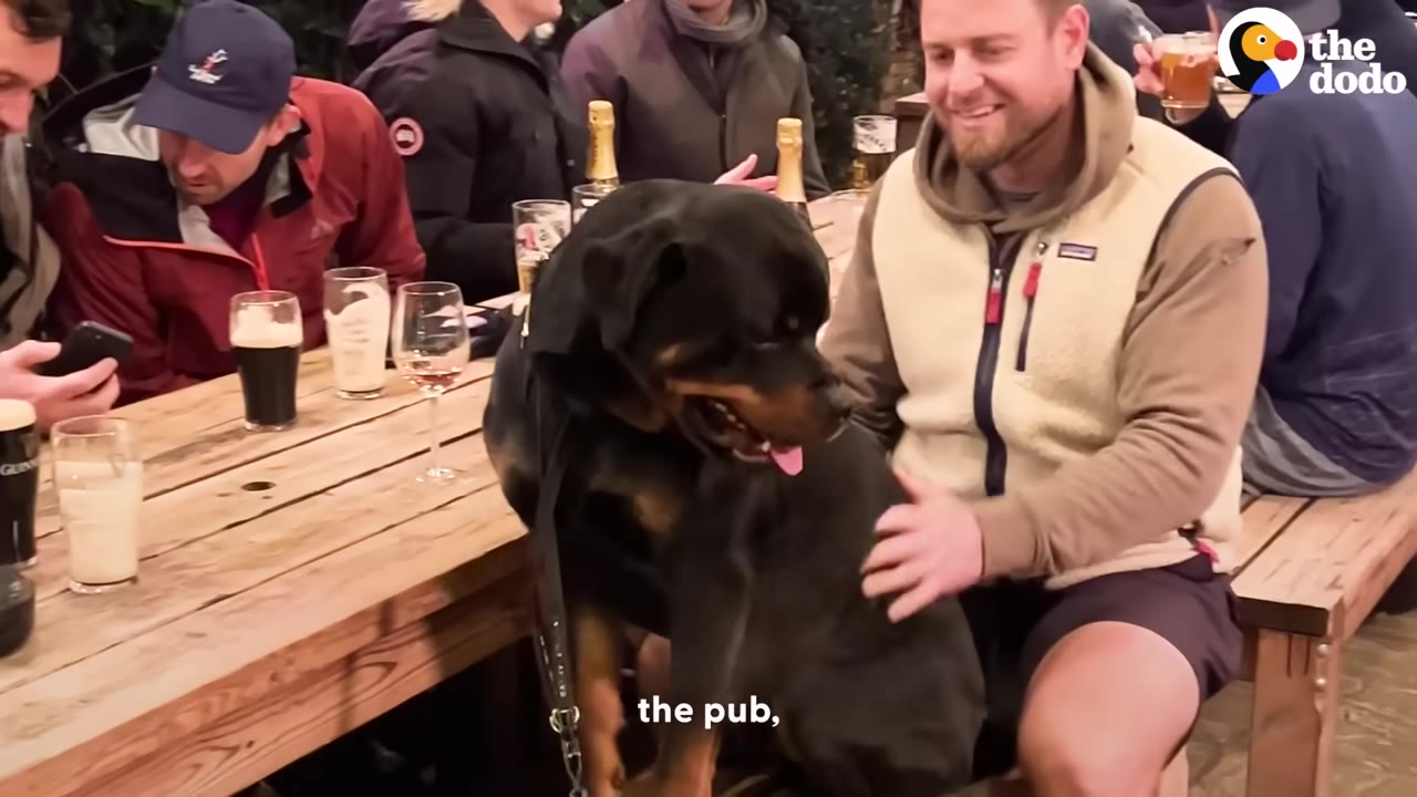 A Rottweiler dog sits on a wooden bench at an outdoor pub table while a smiling man in a vest pets him.