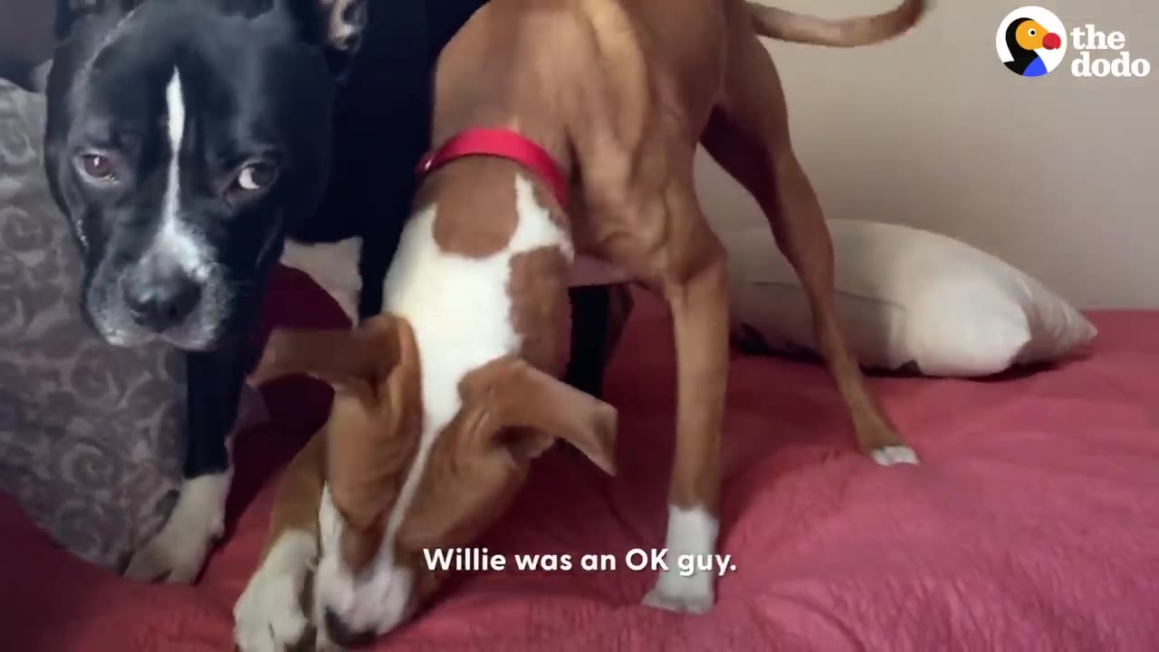 A black and white dog looks directly at the camera while a brown and white dog with a red collar sniffs a pink bed next to him.