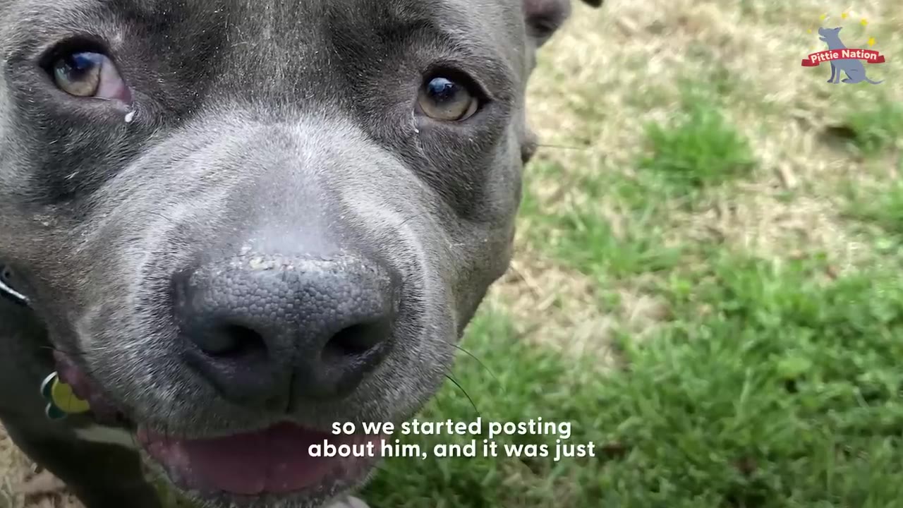 A close-up shot of a grey pit bull looking directly into the camera with expressive brown eyes.