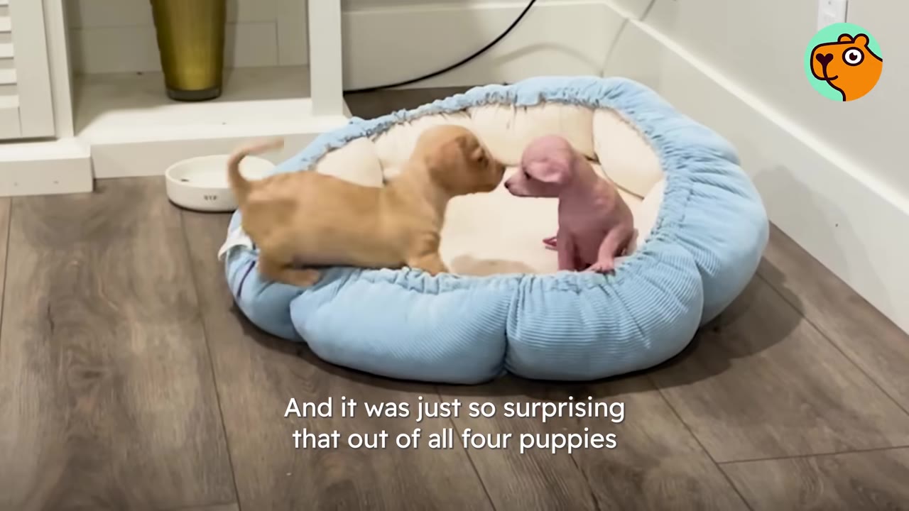 A hairless pink puppy sits inside a soft blue pet bed facing a small tan puppy nose-to-nose on a wooden floor.