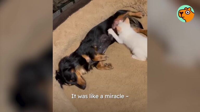 Texas Family Notices Their Tiny Dachshund Nursing A Dumped Kitten And Can Hardly Believe Their Eyes