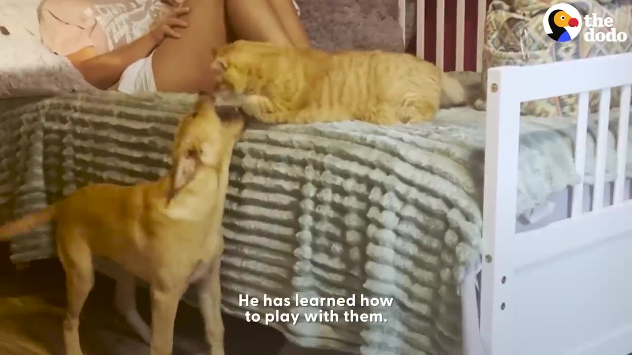 A light brown dog stands on the floor looking up at an orange cat lying on a bed, while a woman sits in the background watching them.