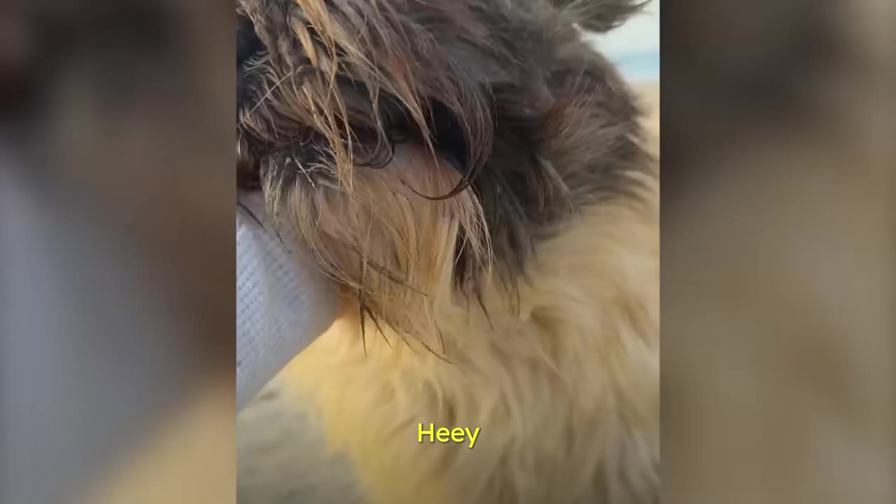 A close-up view of a dog's long, matted dark and tan fur being touched by a gloved hand.