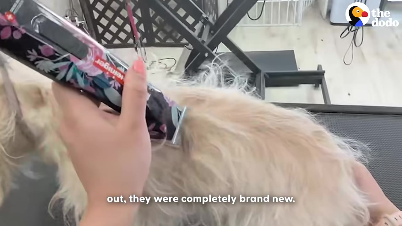 A close-up shot of a groomer's hand using electric clippers to shave the matted, light-colored fur of a dog.