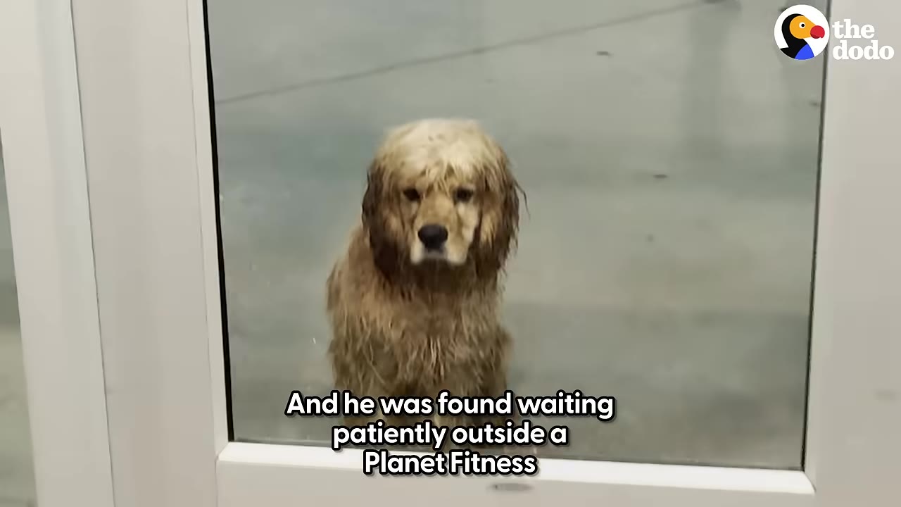 A wet, long-haired brown dog looking through a glass door, with text overlay reading 'And he was found waiting patiently outside a Planet Fitness'.