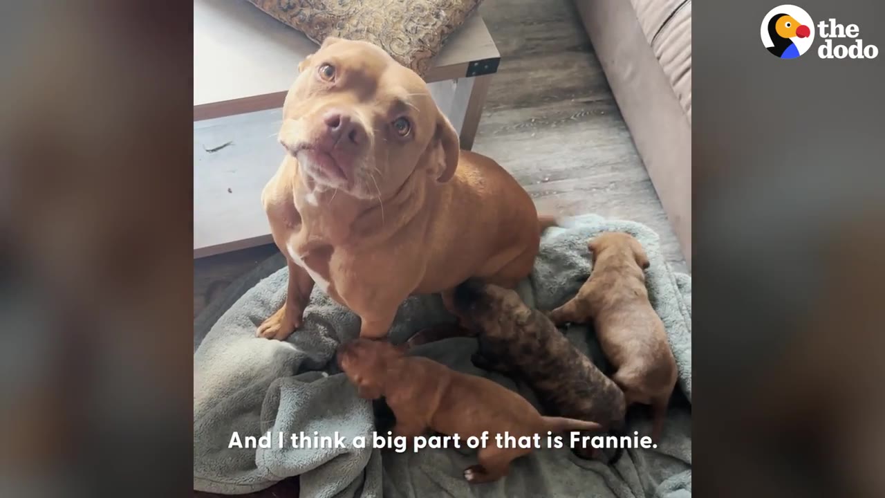 A tan dog sitting on a blanket looking up into the camera while several small puppies rest around her.