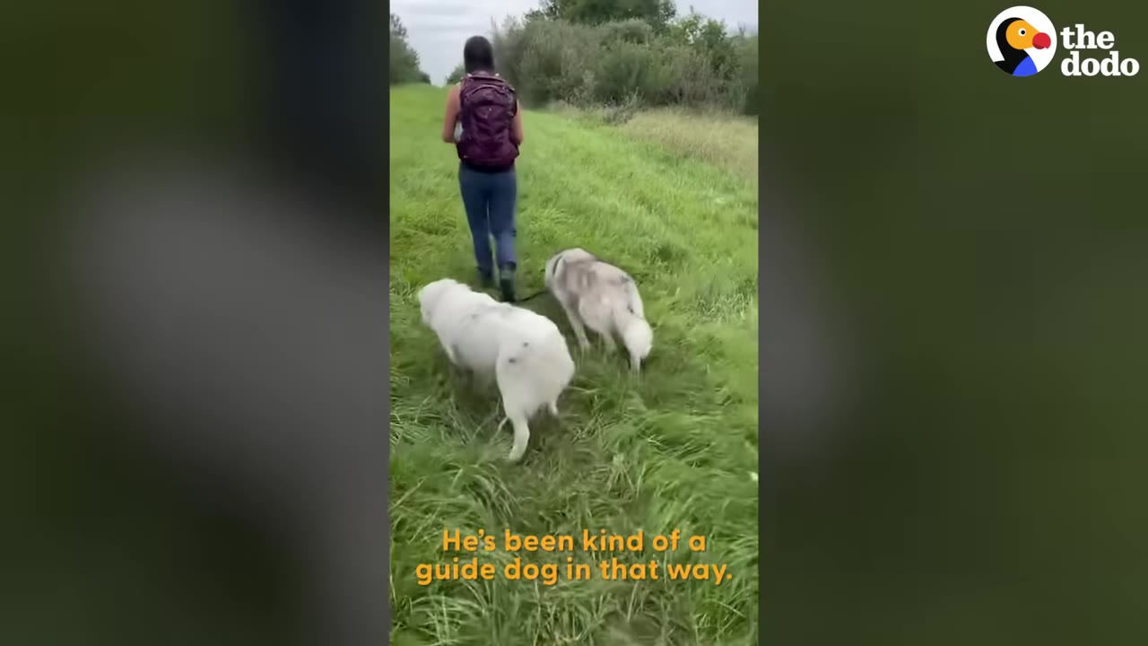 A person with a purple backpack walks along a grassy path followed closely by a white dog and a grey and white dog.