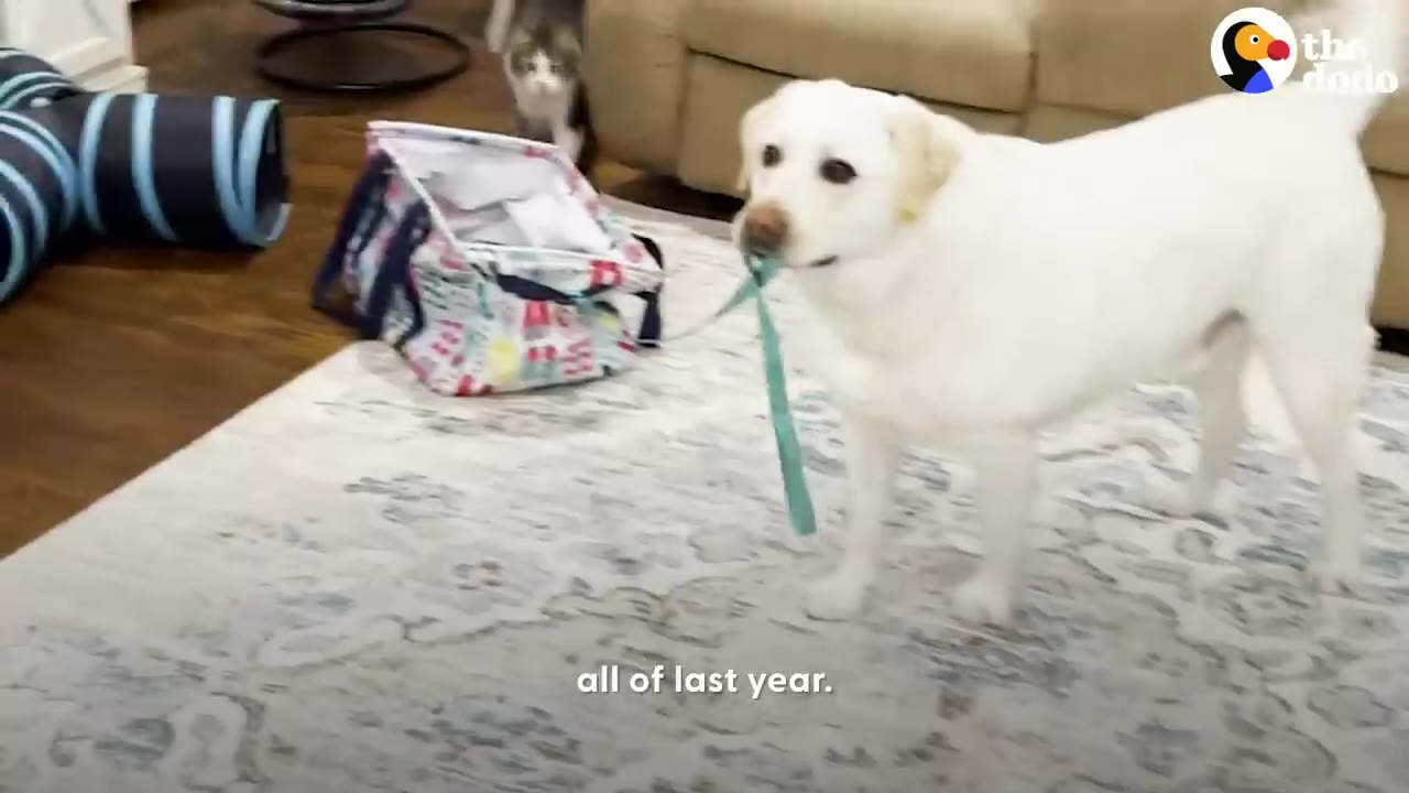 A white dog holding a teal strap in its mouth while standing on a patterned rug.