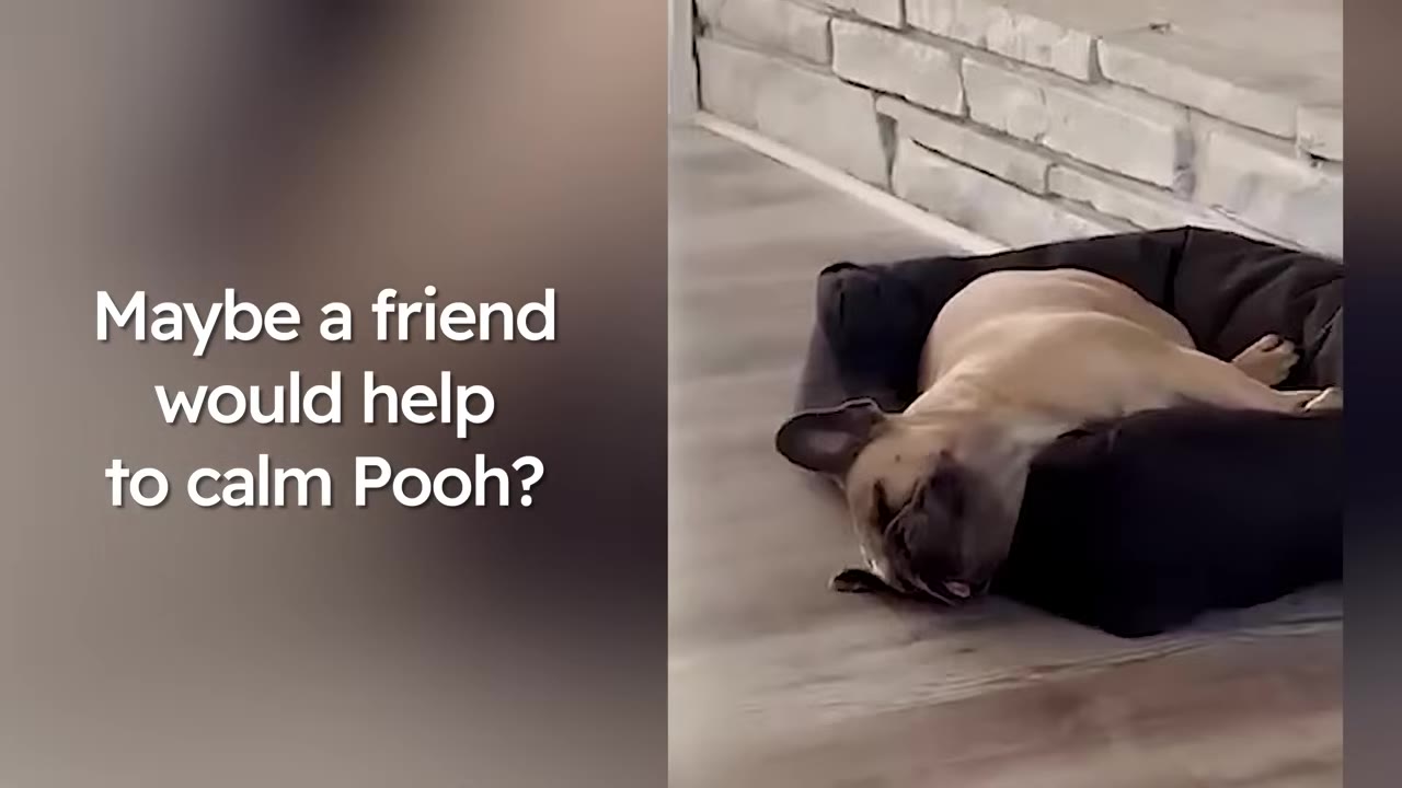 A French bulldog resting on its side inside a dark dog bed on a wood floor.