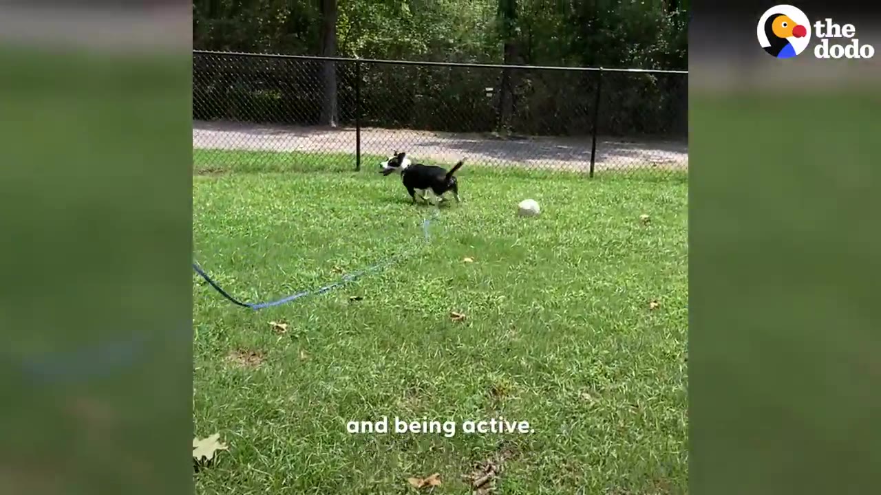 A black and white dog running across a grassy yard near a ball.