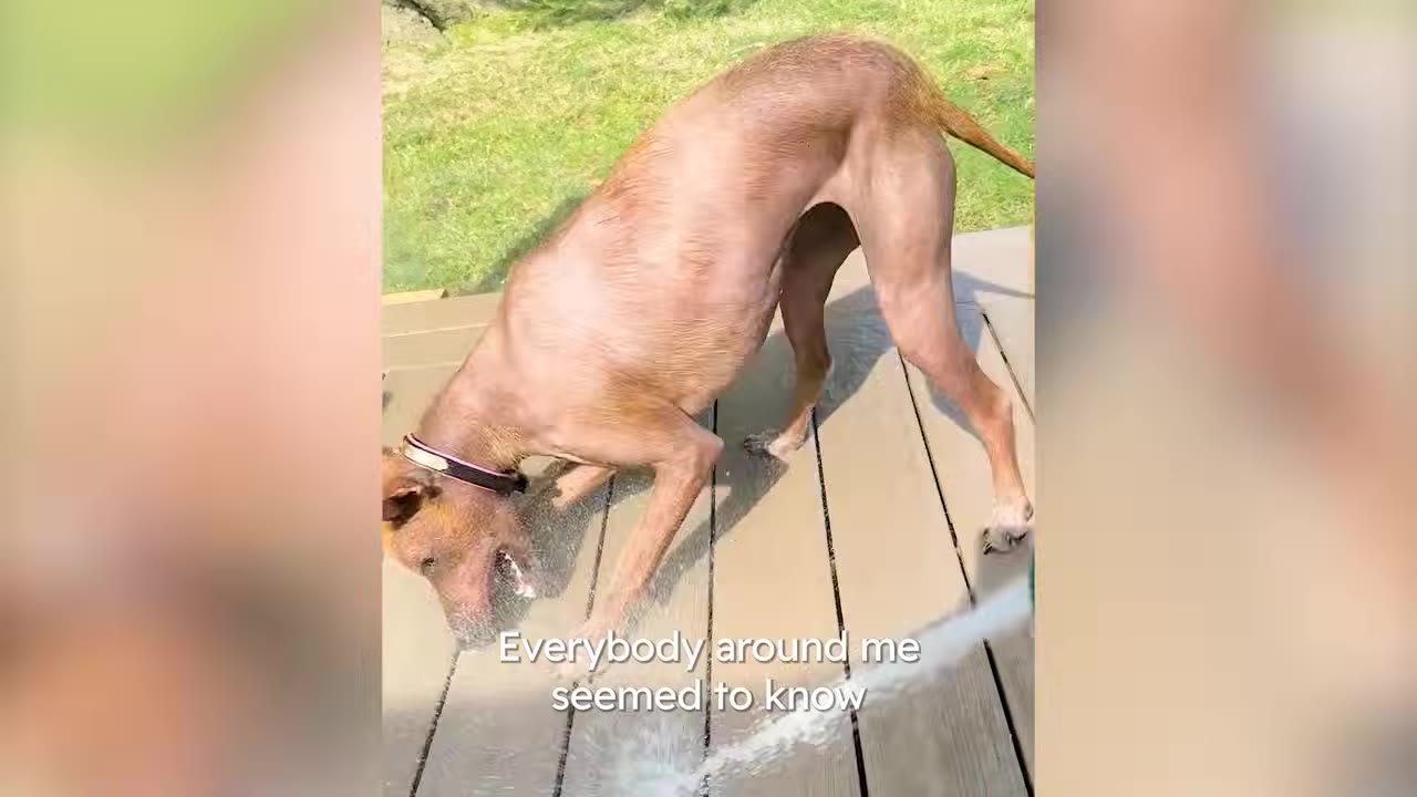 A tan hairless dog playing with water sprayed from a garden hose on an outdoor wooden deck.