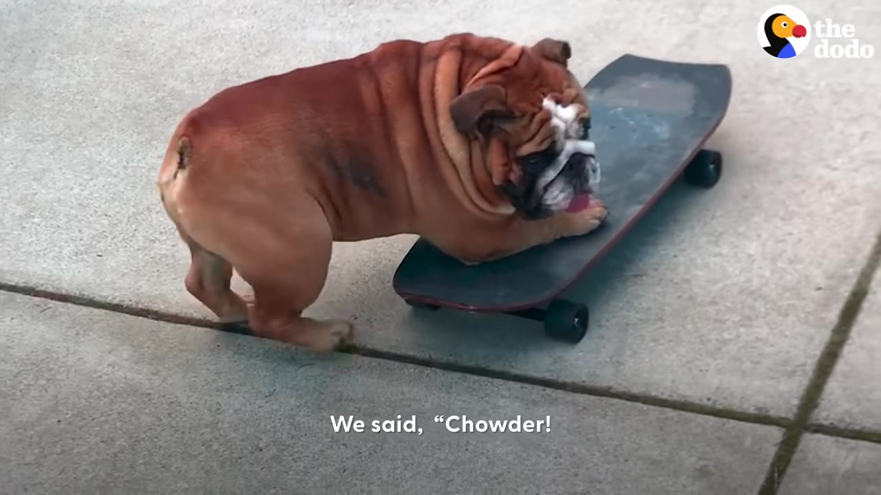 A brown and white English bulldog standing with its front paws on a black skateboard outdoors.