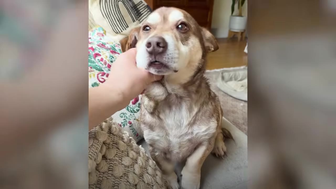 A person gently rests their hand under the chin of a small brown dog sitting on a couch.