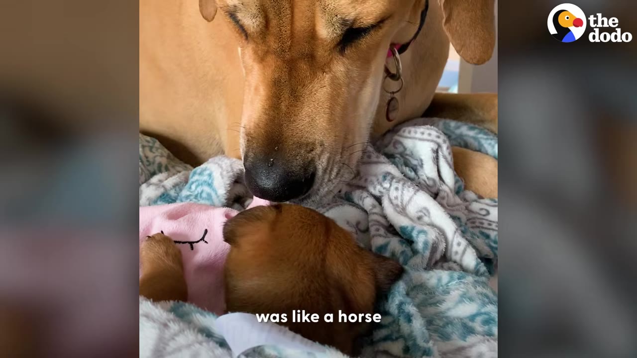 A large yellow dog gently bows her head down to touch snouts with a tiny brown puppy resting on a patterned blanket.