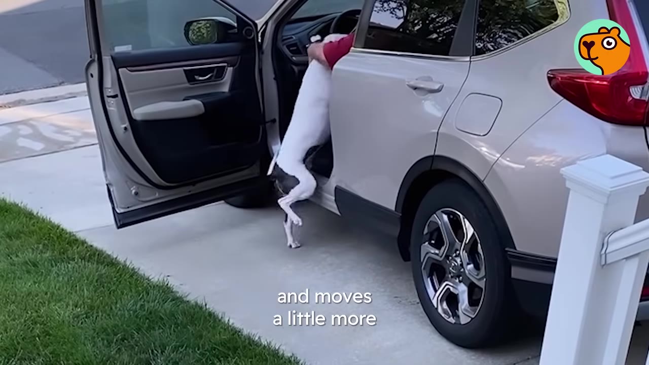 A white and grey dog climbing into the open door of a silver car to greet a person sitting inside.