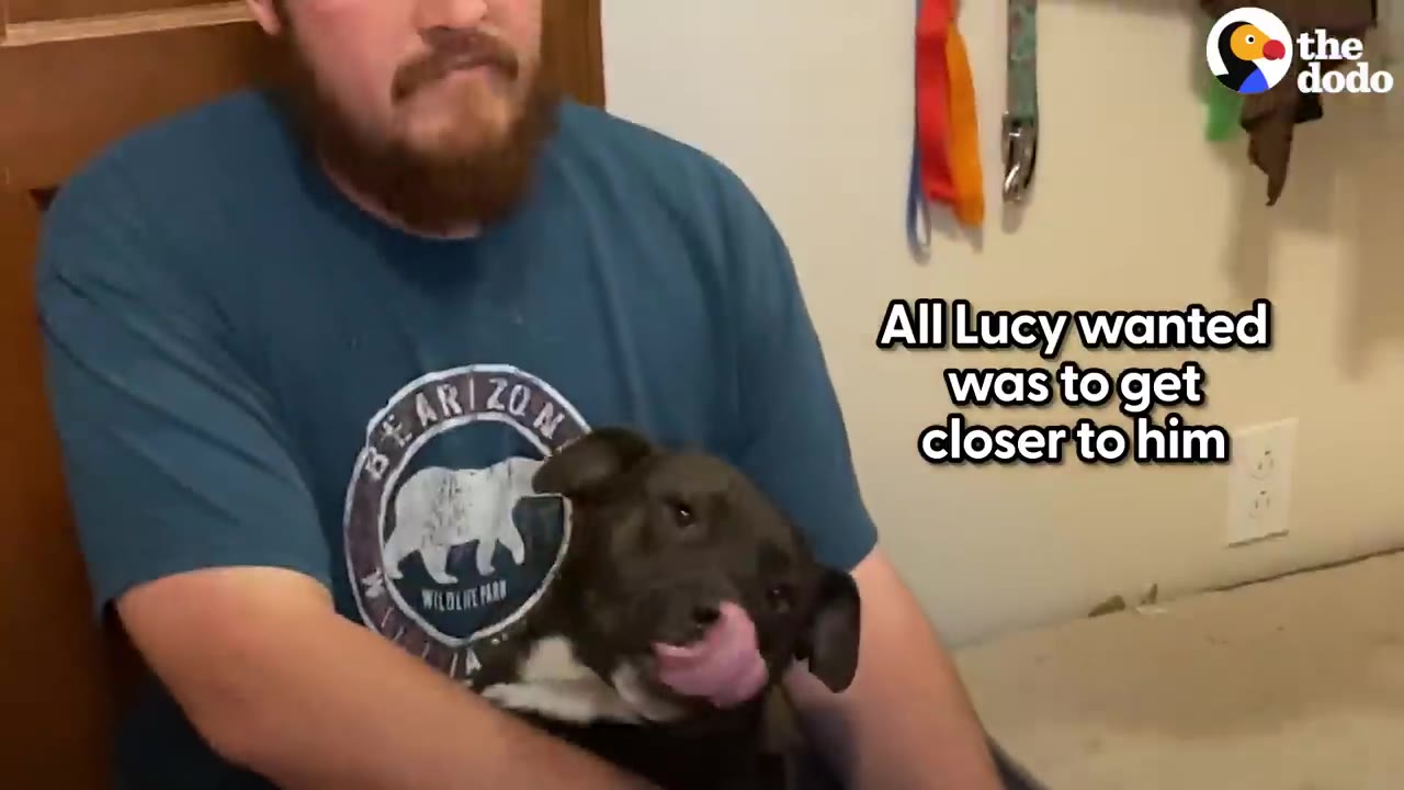 A small black dog licking its nose while resting closely in the lap of a man sitting inside a home.